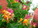 Lonicera Japonica